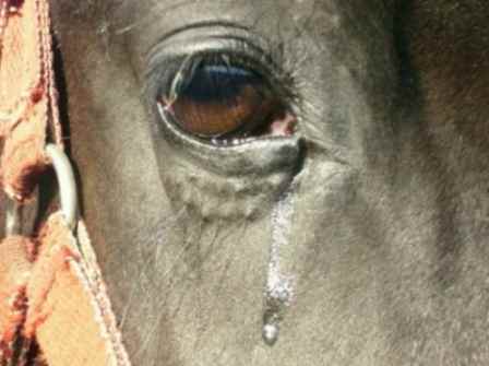 плачет конь